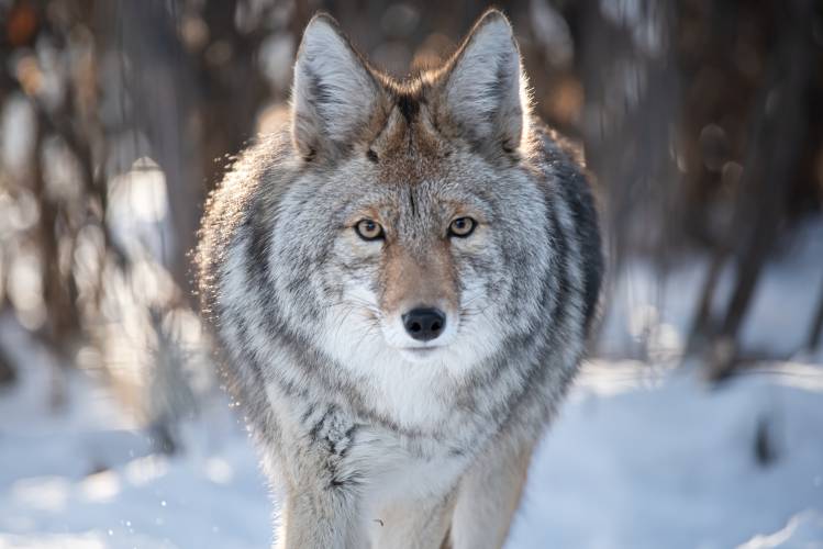 Coyotes are opportunistic feeders and shift their diets to take advantage of the most available prey, including small rodents, fruit, deer, rabbit, and, in this story, composting cow. 