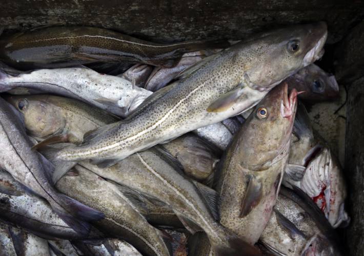 Cod fill a box on a trawler April 23, 2016, off the coast of Hampton Beach, N.H. Cod fill a box on a trawler April 23, 2016, off the coast of Hampton Beach, N.H.