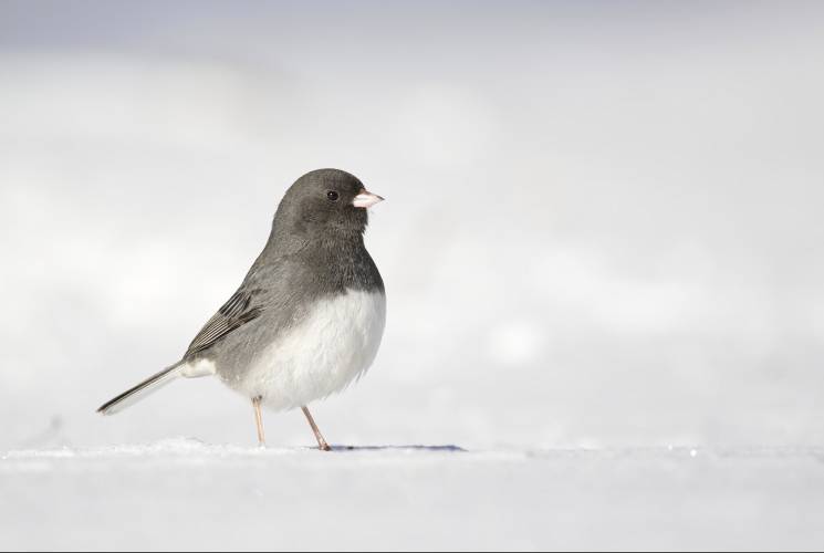 The dark-eyed junco, one of the most common forest birds in North America, is among species likely to be spotted by participants in the Great Backyard Bird Watch, running Feb. 17-20.