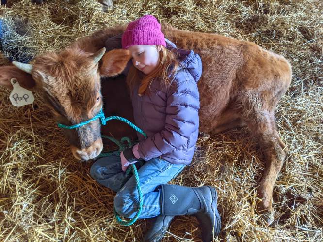 Charlotte, a 4Her in the Katama Cowpokes on Martha's Vineyard, snuggles with Pop, one of my working steers who is spending the winter on the island. Charlotte just taught Pop how to lie down on command. Why you ask? Because it’s so much easier to hug a calf when he’s lying down.