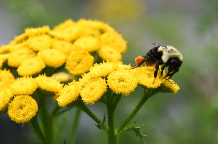 A bee collects pollen from a wild flower growing along the Deerfield River near Zoar Gap in west Charlemont.