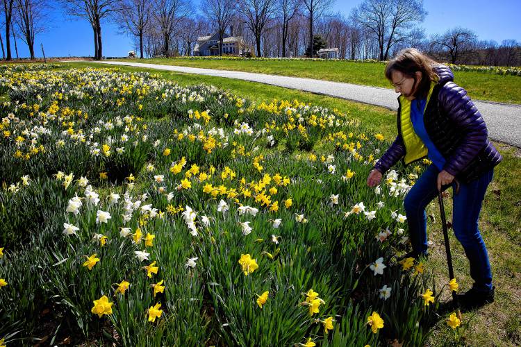Donna Dunn leans down in the daffodil field in front of  her Dunbarton home on Monday, April 22, 2024. Dunn cleared out her land and has planted the daffodils for the last 20 years.