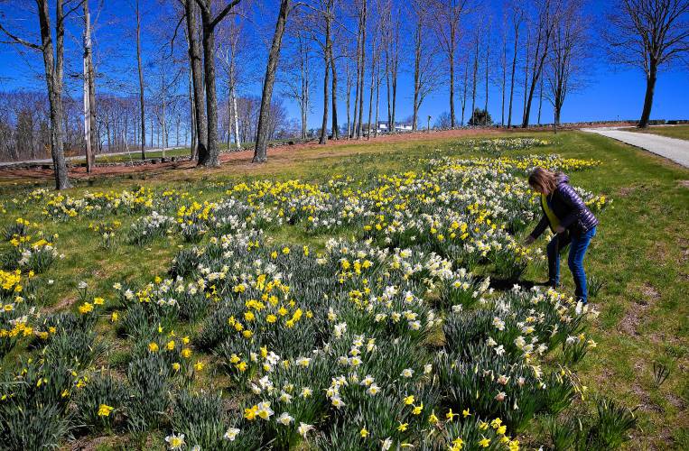 Donna Dunn leans down in the daffodil field in front of  her Dunbarton home on Monday, April 22, 2024. Dunn cleared out her land and has planted the daffodils for the last 20 years.
