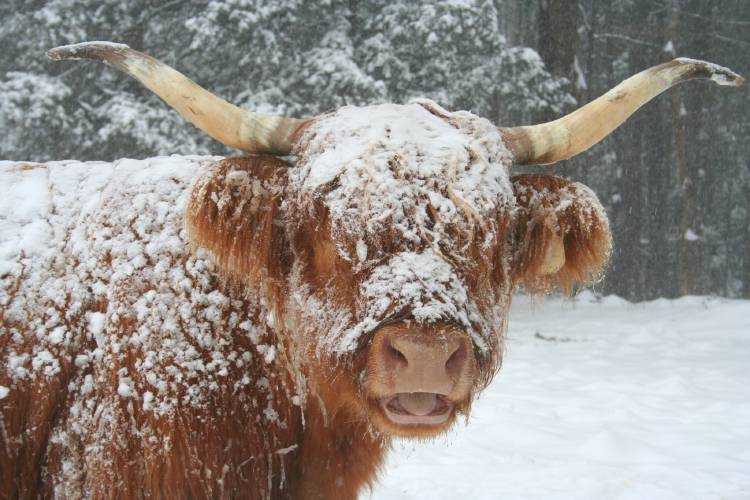 Snow cover on a cow indicates that the animal is well insulated. A Scottish Highlander’s double-thick hair is the perfect insulator in freezing weather.